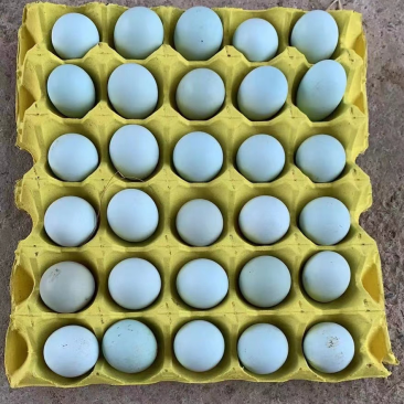 精品翡翠绿壳蛋