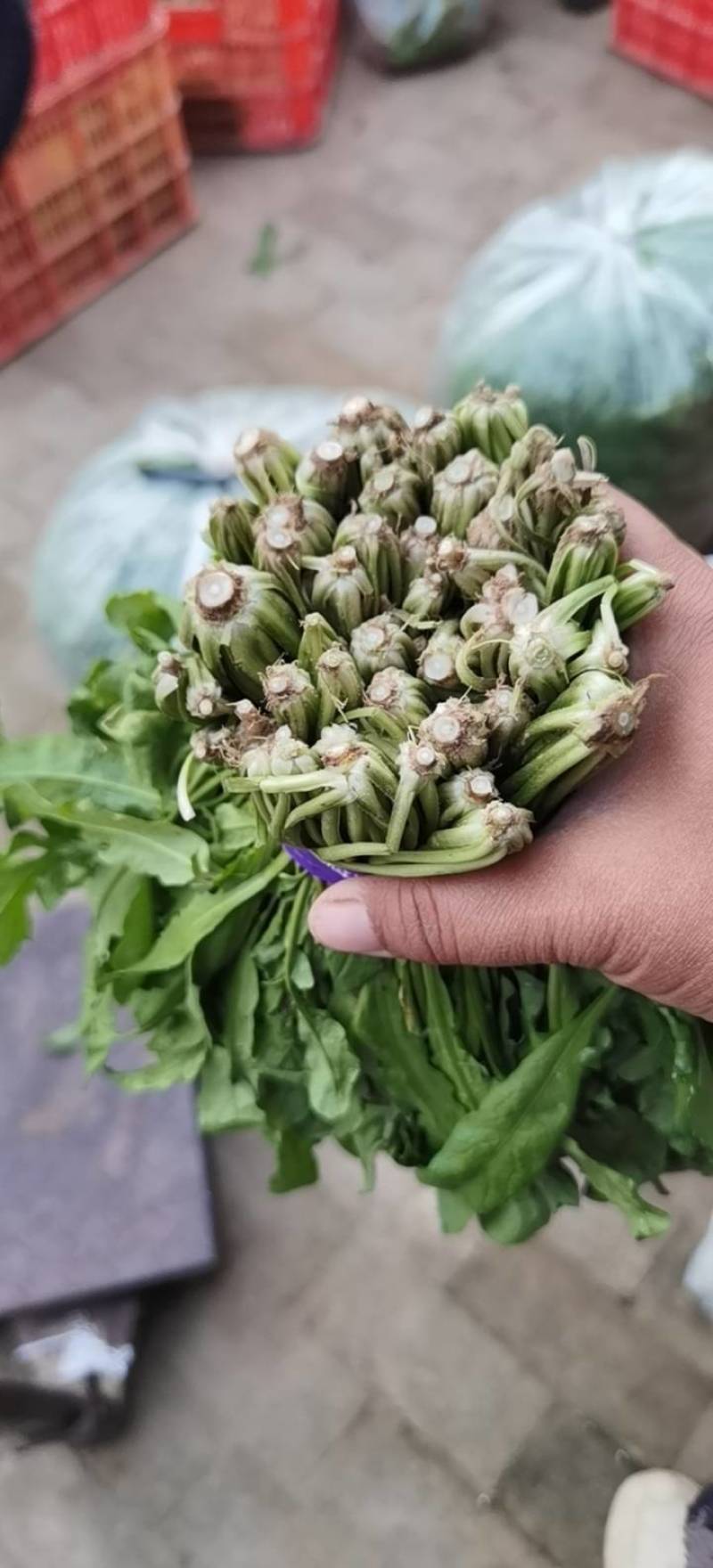 精品香荠菜
