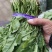 精品香荠菜