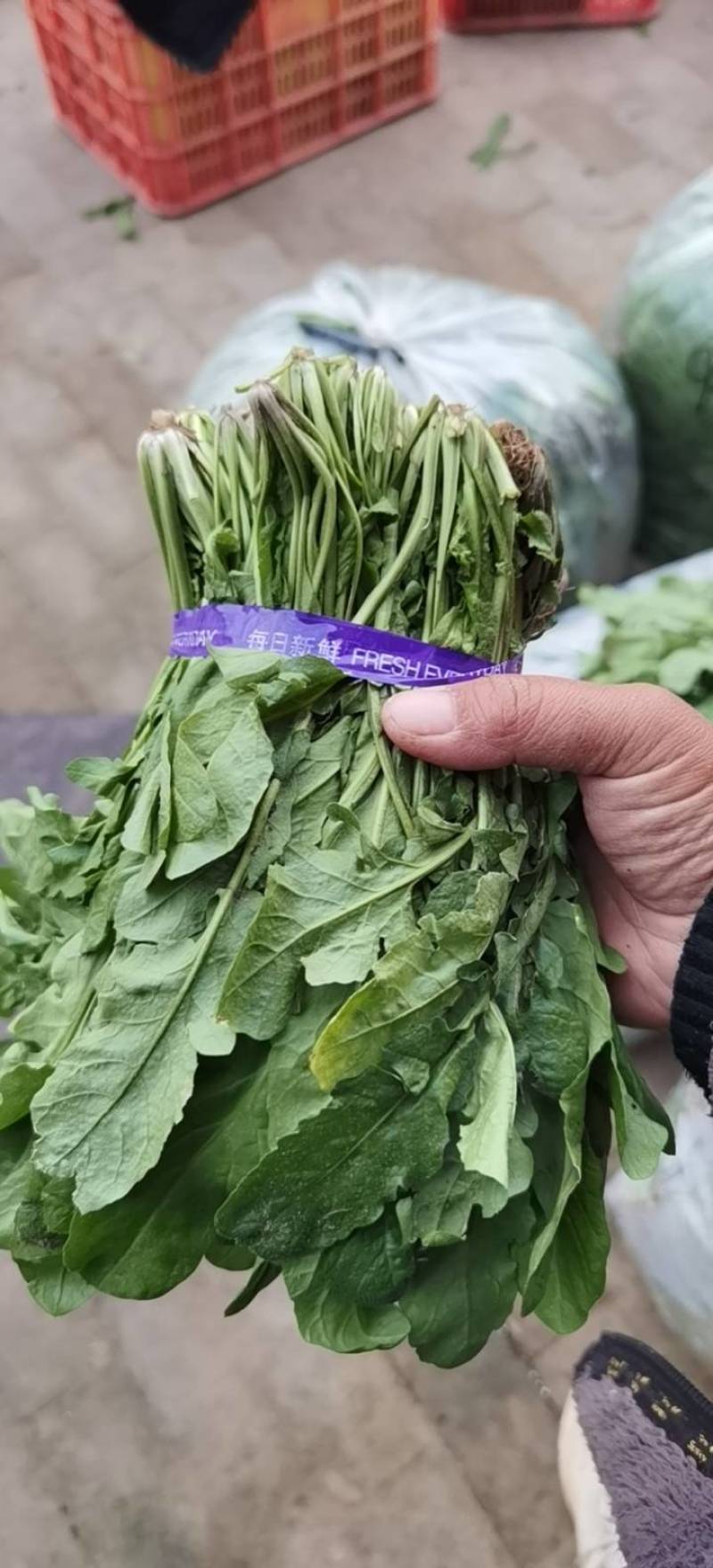 精品香荠菜