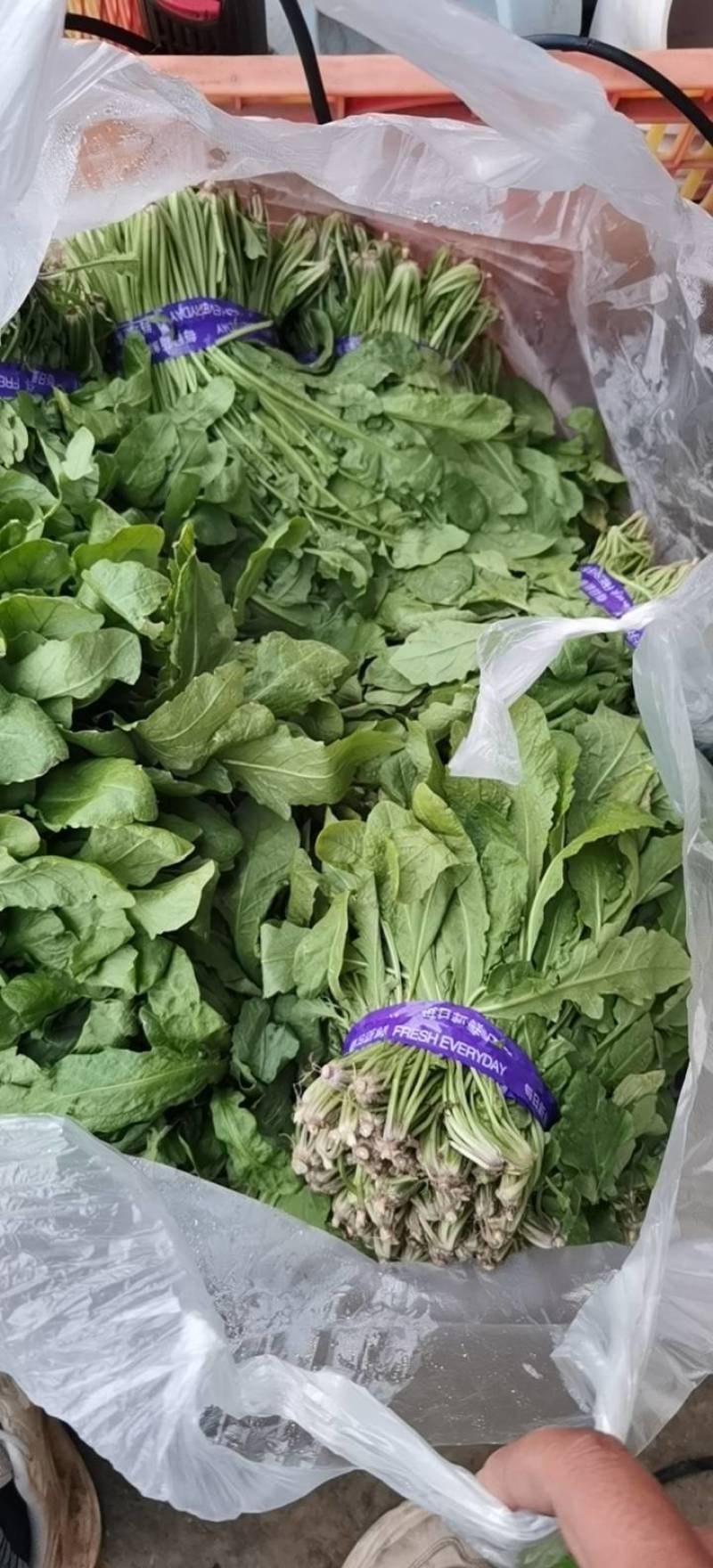 精品香荠菜