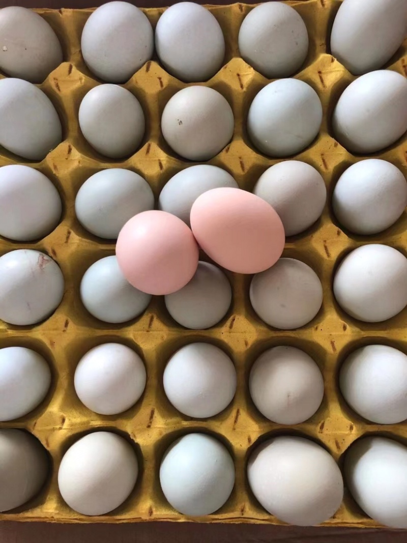 精品翡翠绿壳蛋