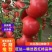 【包邮】大红西红柿西红柿种子旺达以色列进口不空心不裂果