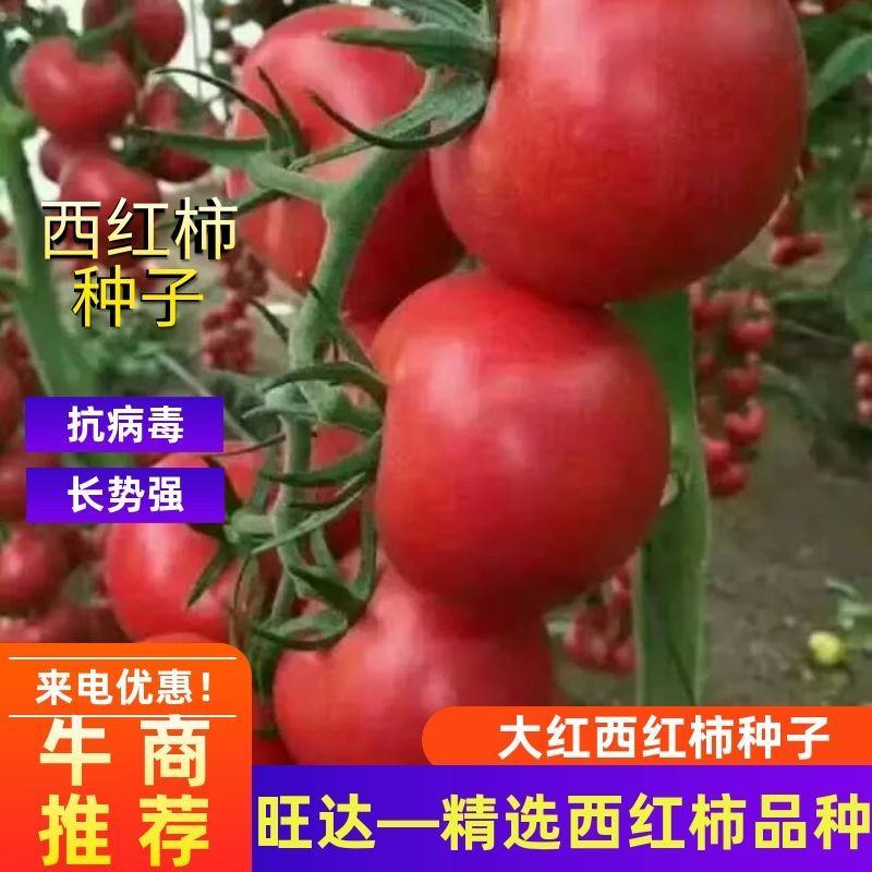 【包邮】大红西红柿西红柿种子旺达以色列进口不空心不裂果