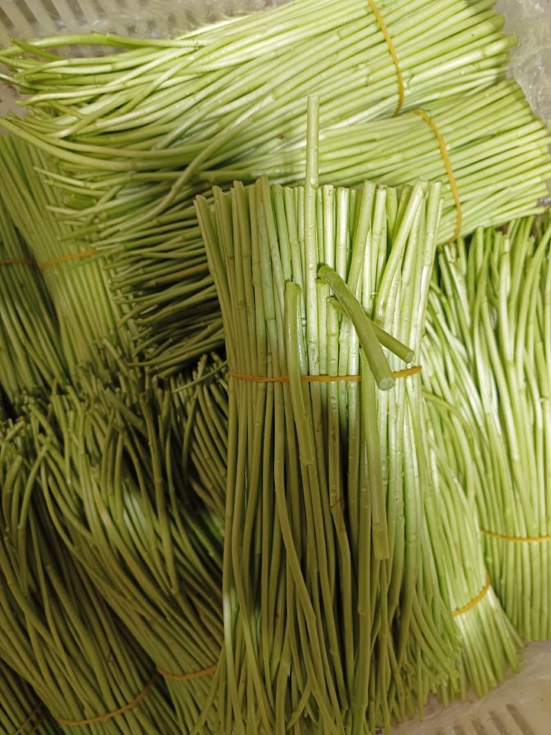 云南基地精品芦蒿，一手货源，货源充足质量保证，全国发货。