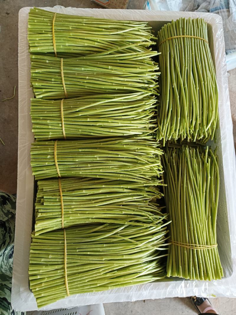 云南基地精品芦蒿，一手货源，货源充足质量保证，全国发货。