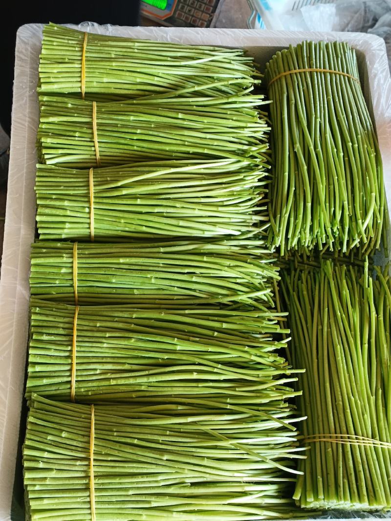 云南基地精品芦蒿，一手货源，货源充足质量保证，全国发货。