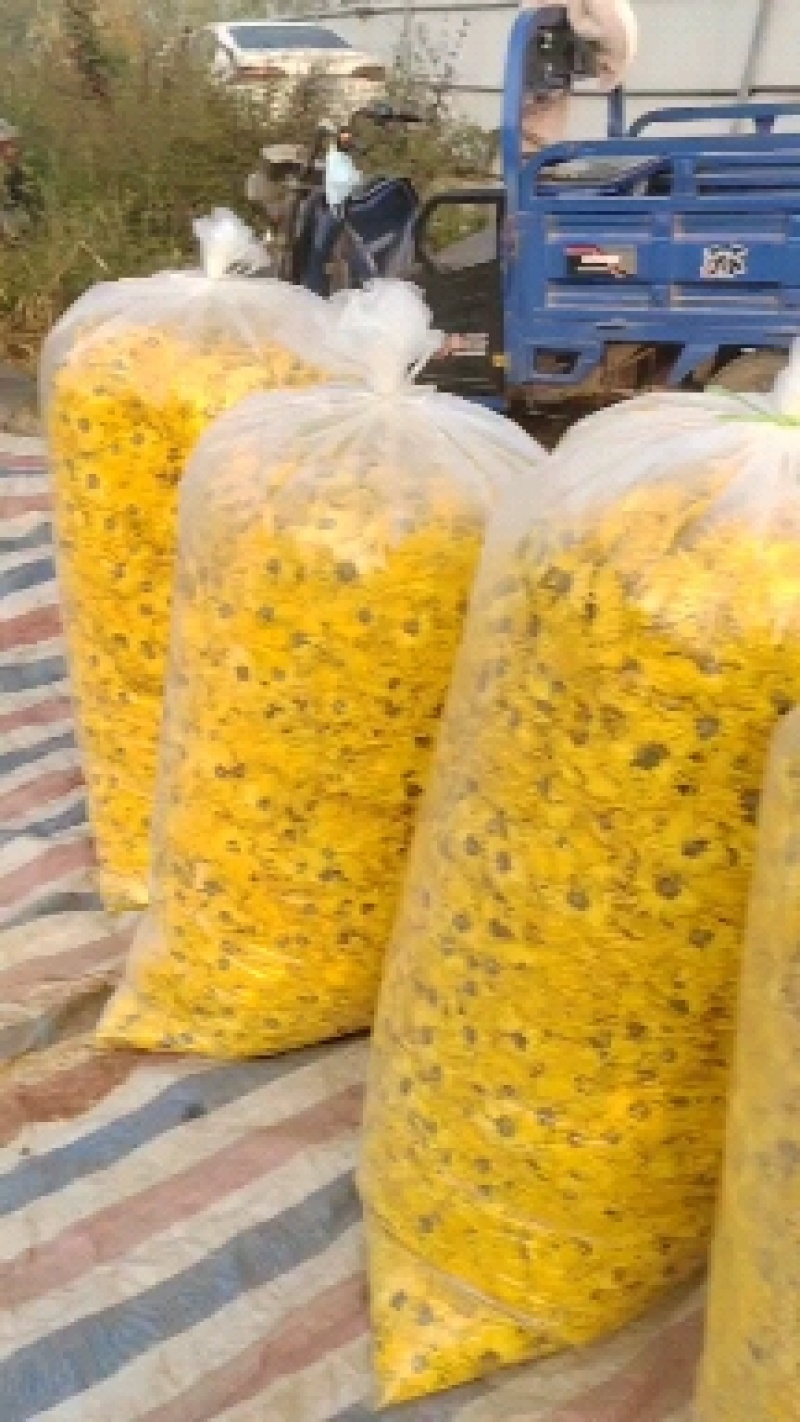 金丝皇菊