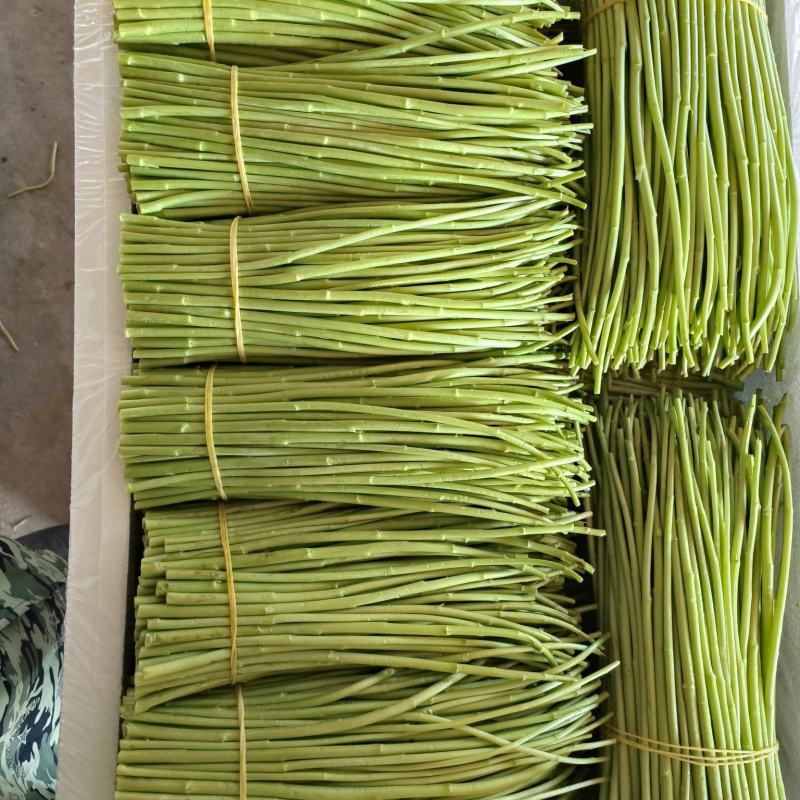 云南基地精品芦蒿，一手货源，货源充足质量保证，全国发货。