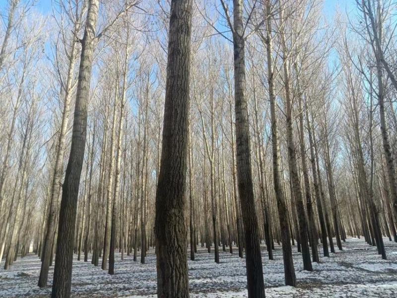 常年出售杨树