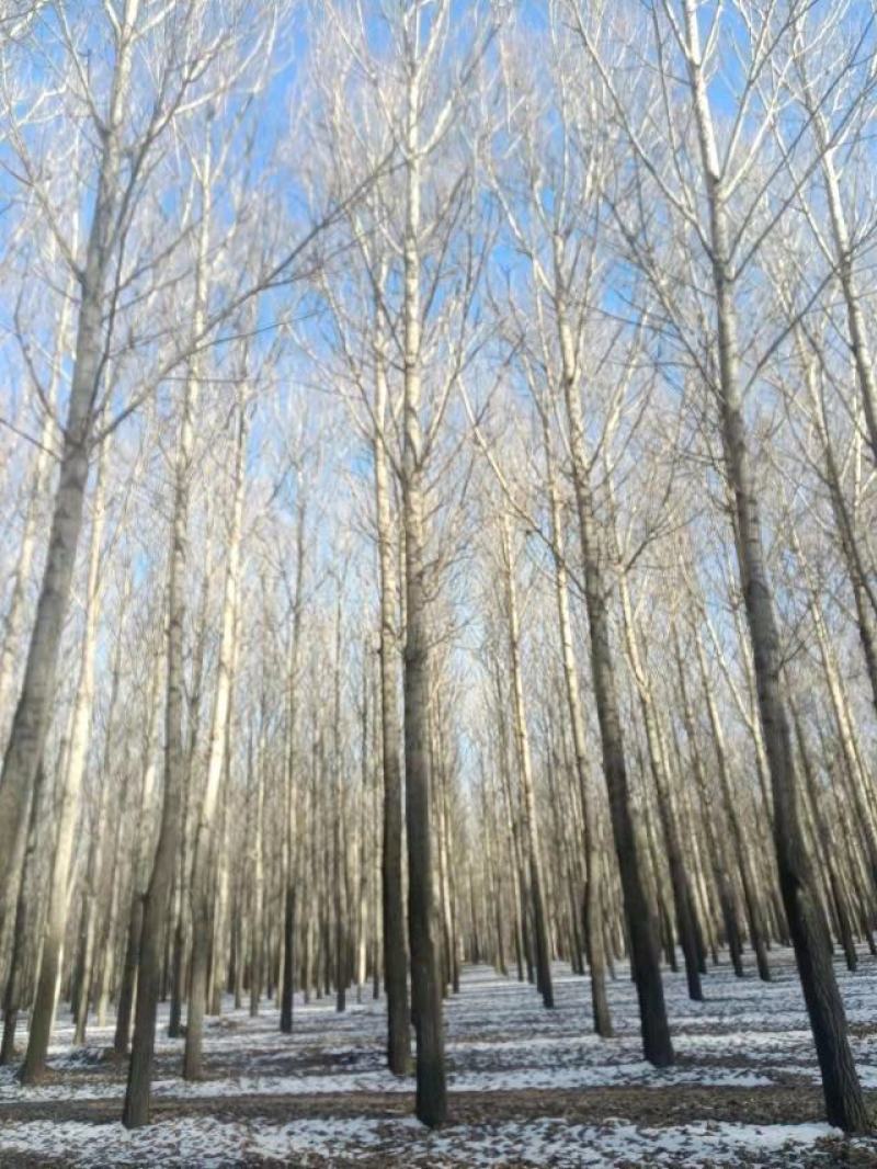 常年出售杨树