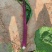 红油菜苔，基地直发，一手货源，高端品质