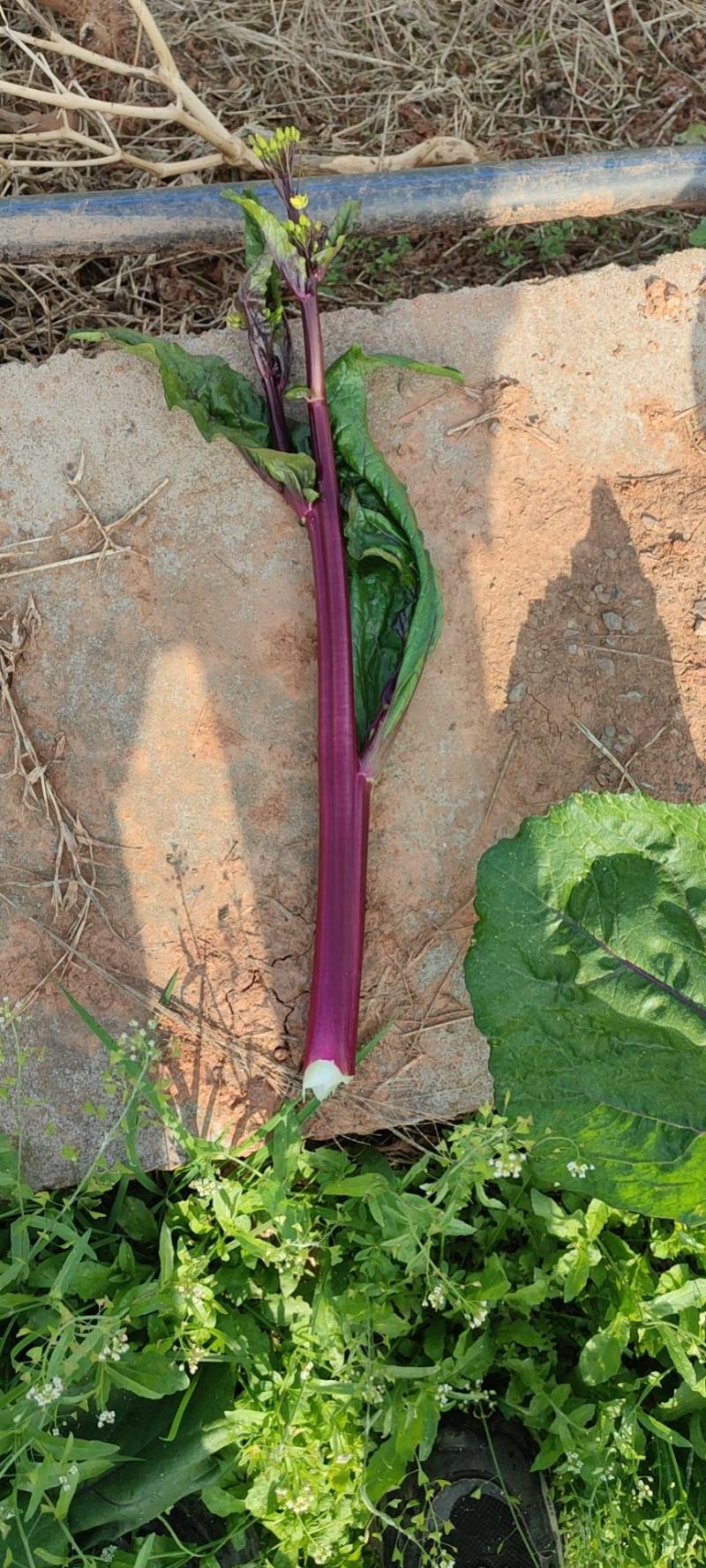红油菜苔，基地直发，一手货源，高端品质
