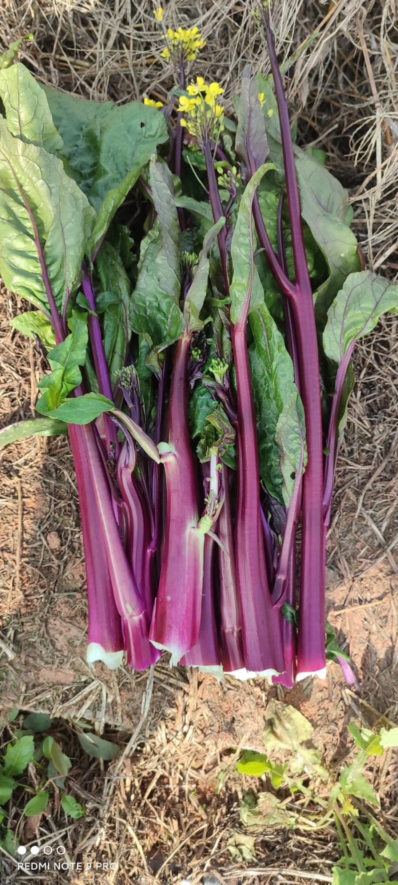 红油菜苔，基地直发，一手货源，高端品质