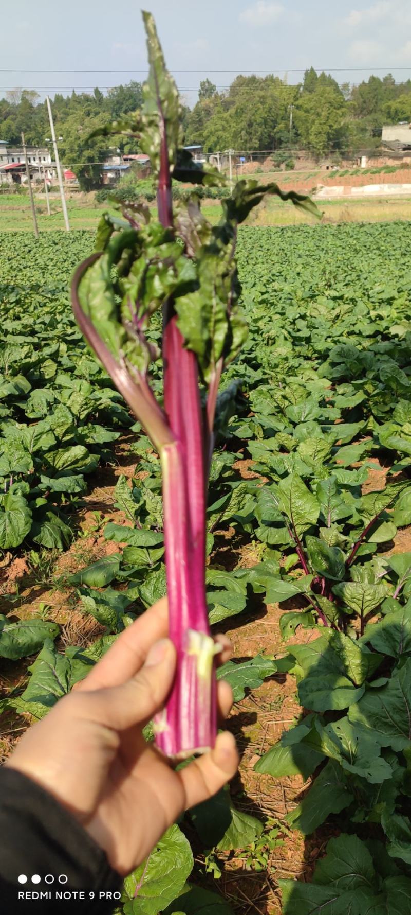 红油菜苔，基地直发，一手货源，高端品质