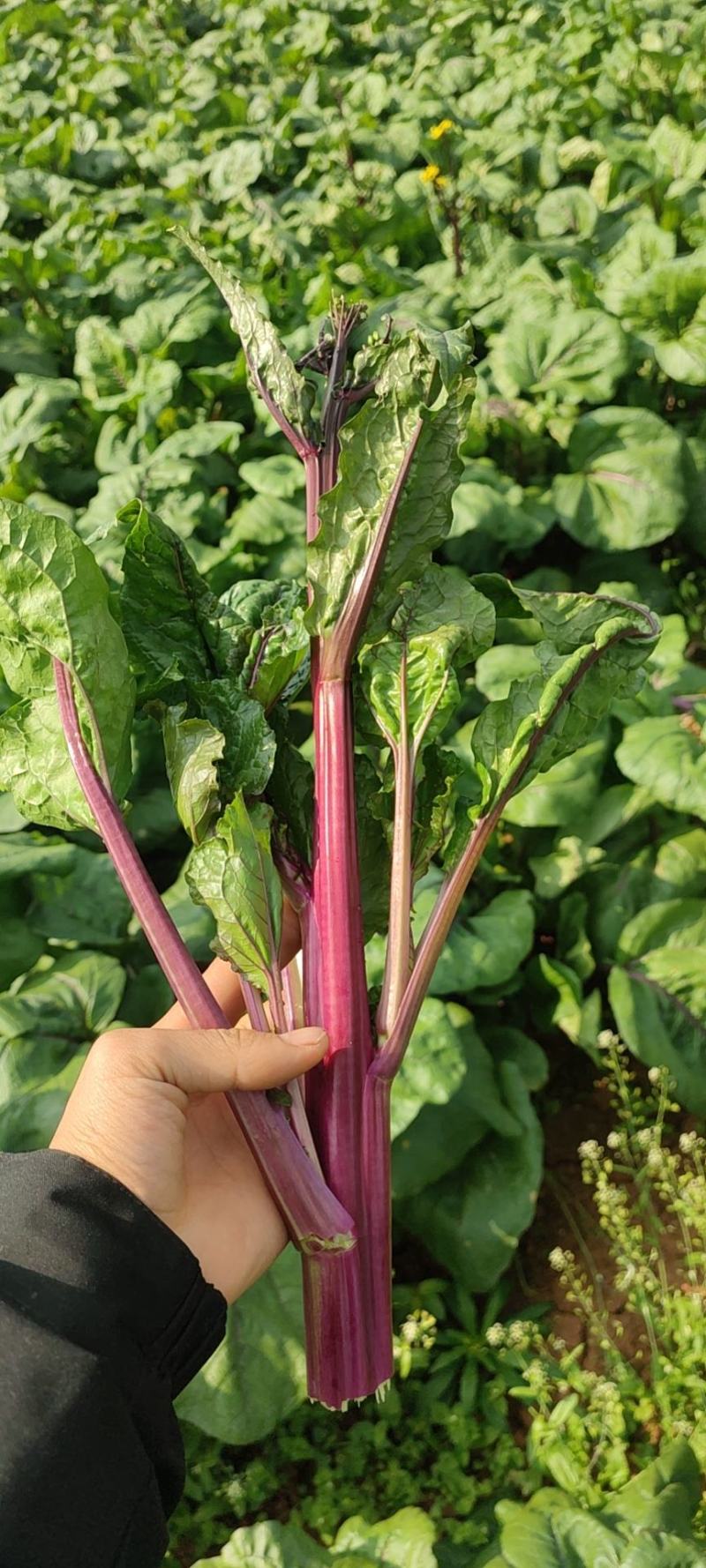 红油菜苔，基地直发，一手货源，高端品质