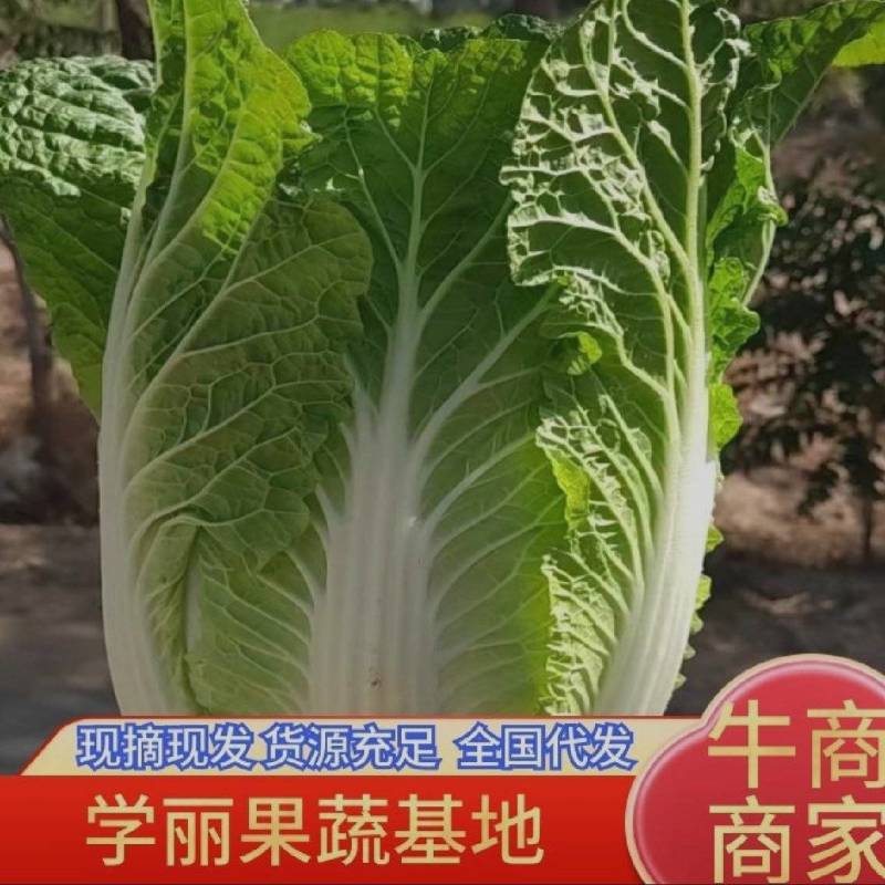 自家的白菜,优质品相好，一千一亩，需要老板抓紧联系