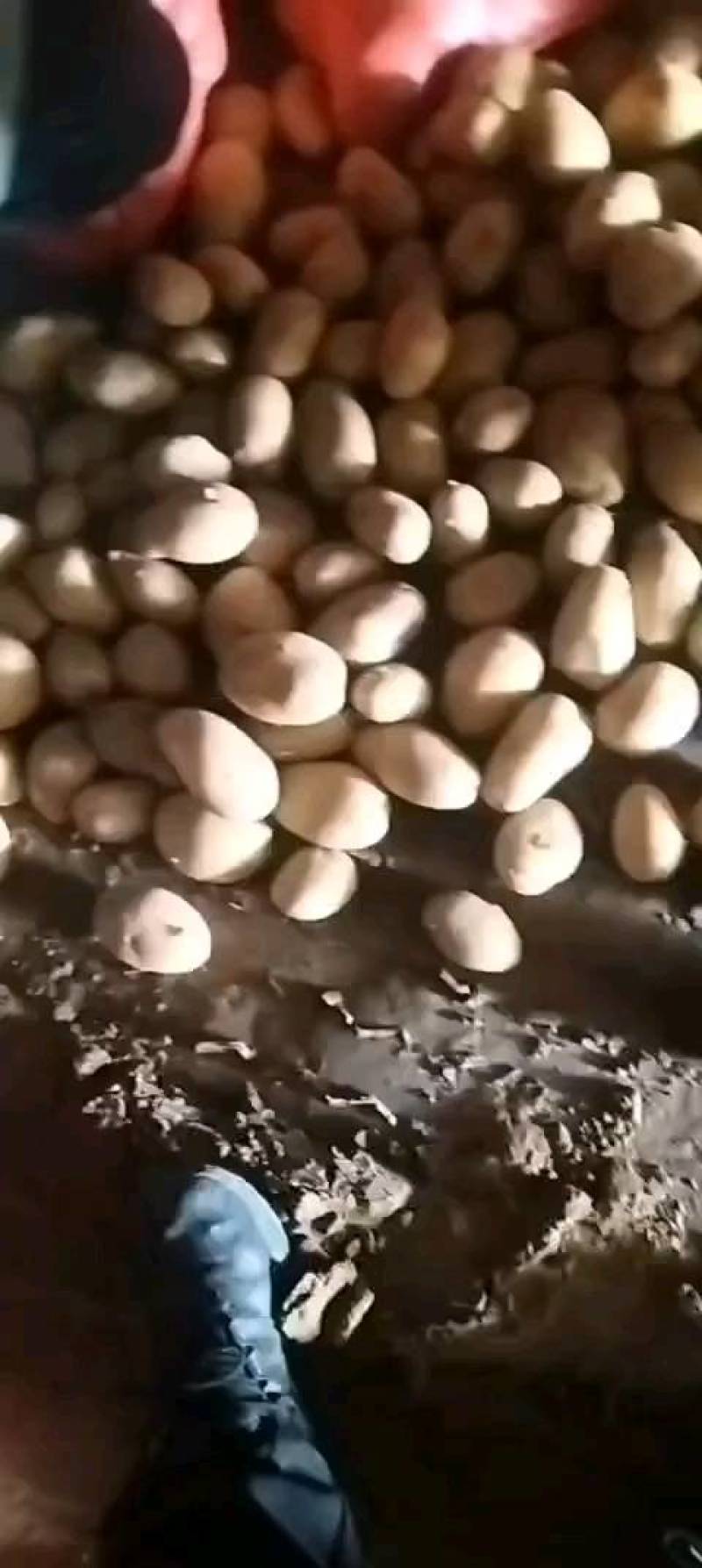 大家好，北京土豆种子公司，预订土豆种子，免费保存，需要的