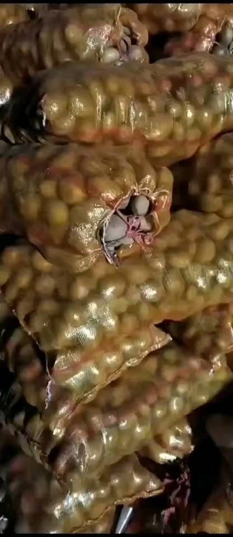 大家好，北京土豆种子公司，预订土豆种子，免费保存，需要的
