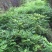 多花西藤