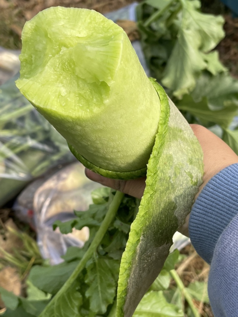 水果萝卜，青萝卜，大量上市，价格便宜，产地直销