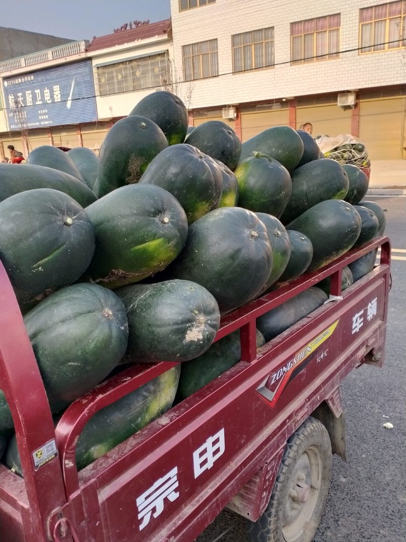 新野黑皮冬瓜上市对接个大市场商超货源稳定欢迎来电