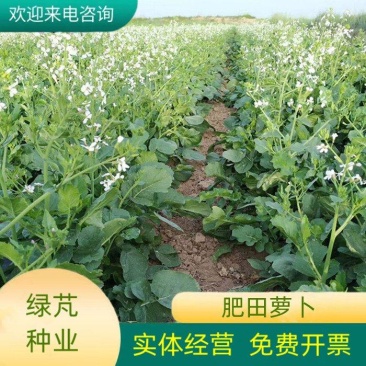 肥田萝卜种子优质天然绿肥种子果树优选品种增肥土壤