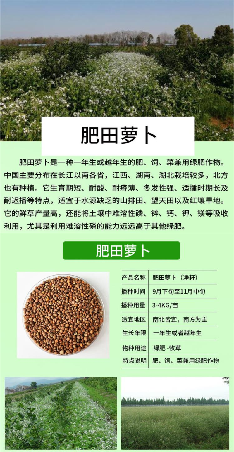 肥田萝卜种子优质天然绿肥种子果树优选品种增肥土壤