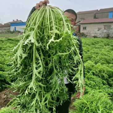 雪里红基地直供，欢迎各地老板订购