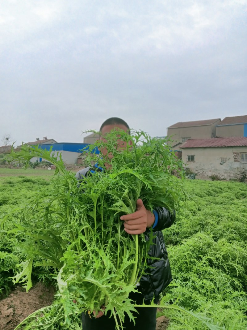 雪里红基地直供，欢迎各地老板订购