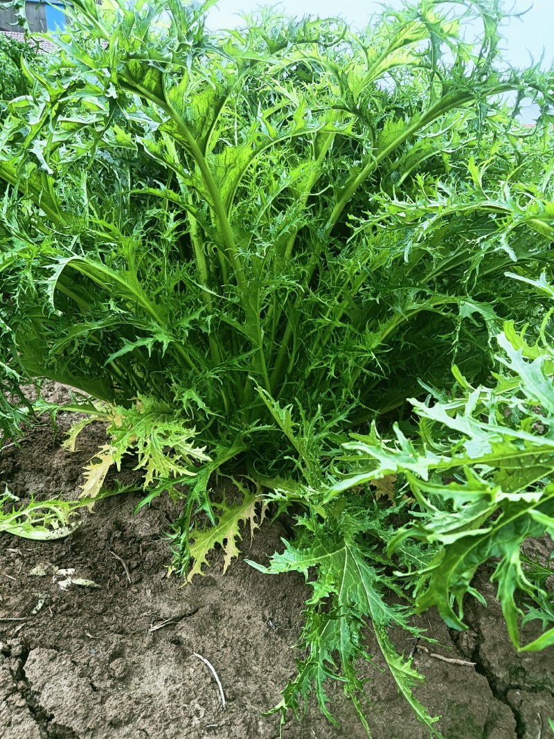 雪里红基地直供，欢迎各地老板订购