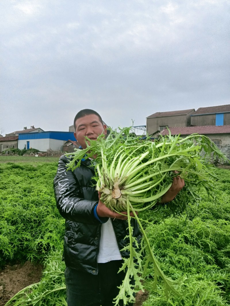 雪里红基地直供，欢迎各地老板订购