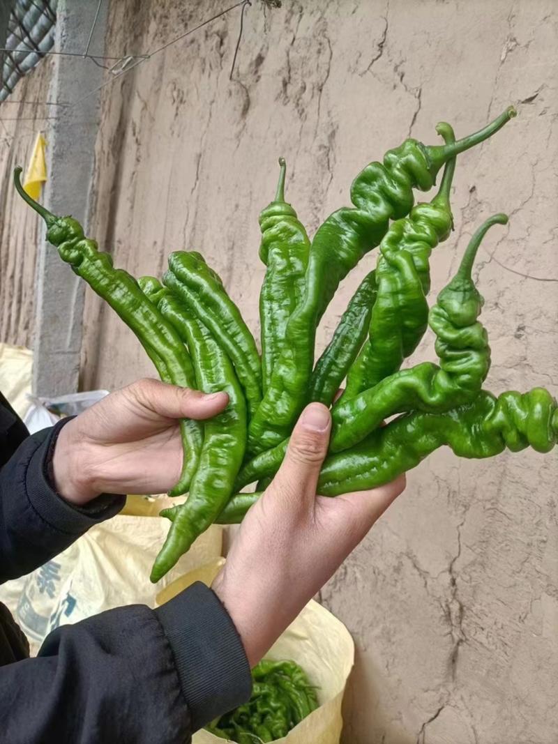 陕西螺丝辣椒大量上市，产地直供，一手货源