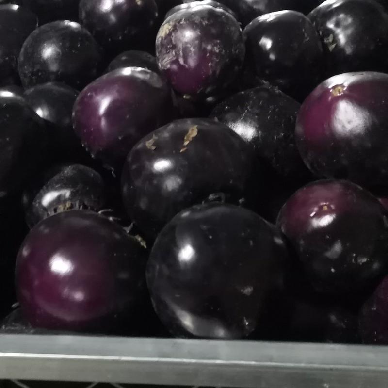 大量供应紫光圆茄子