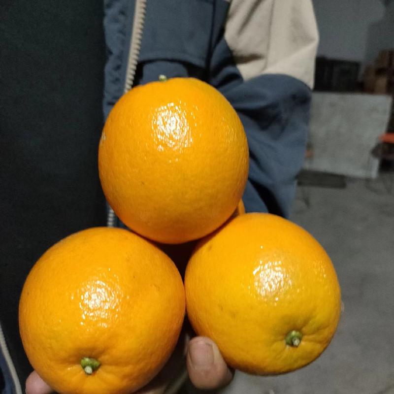 精品纽荷尔脐橙湖北橙子大量有货，个头大口感甜颜色黄水份足！
