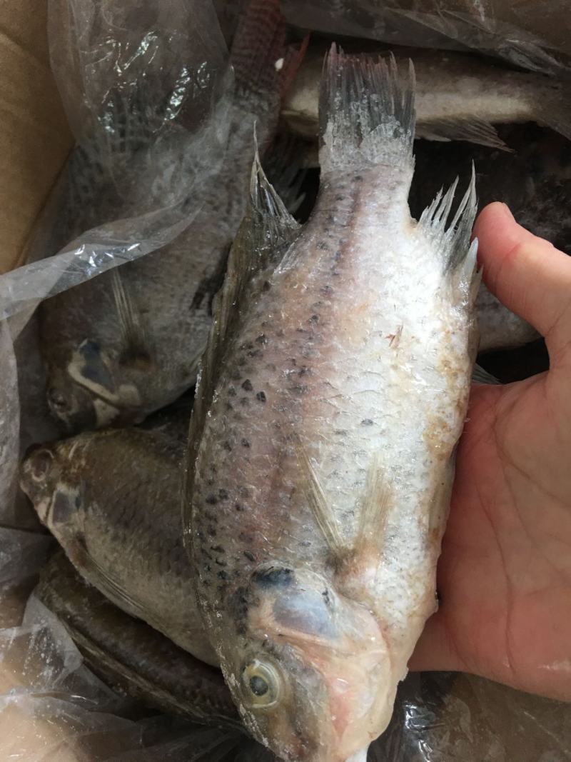 二去罗非鱼5kg一箱