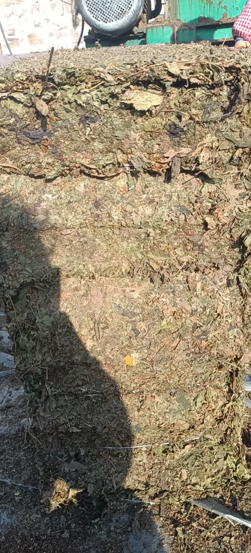 苏叶紫苏叶青苏叶落地苏叶