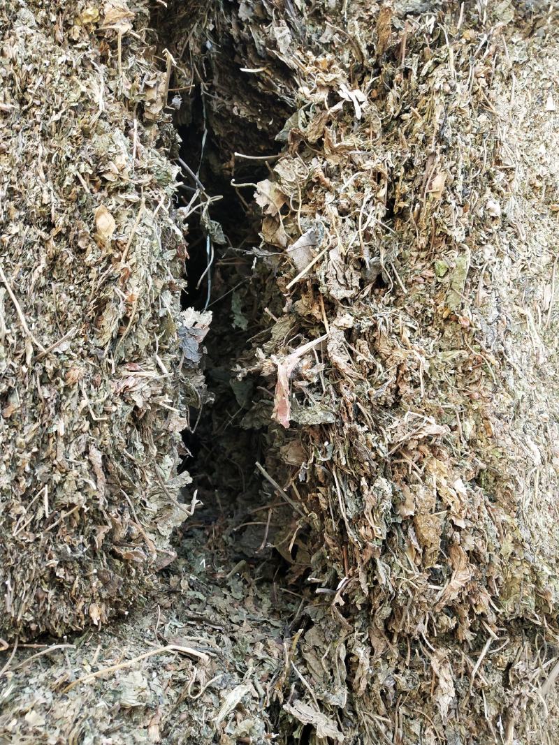 苏叶紫苏叶青苏叶落地苏叶