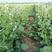 肥田萝卜种子满园花种子果园天然肥专用增肥土壤抑制杂草草籽