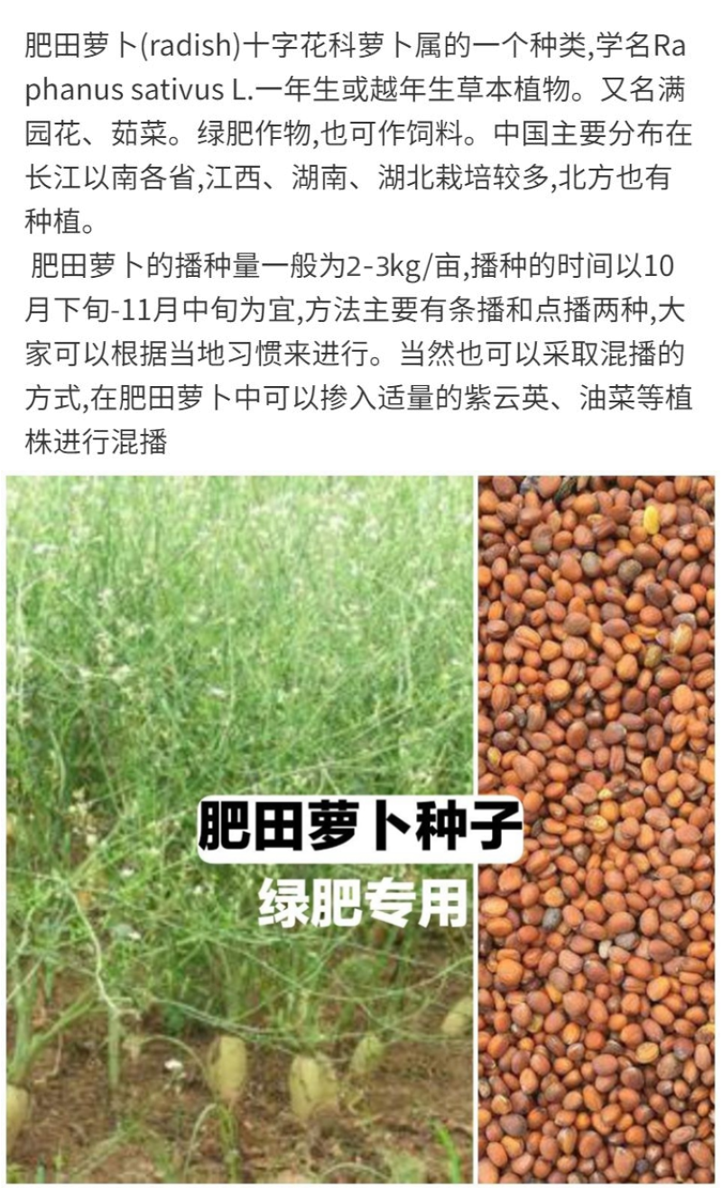 肥田萝卜种子满园花种子果园天然肥专用增肥土壤抑制杂草草籽