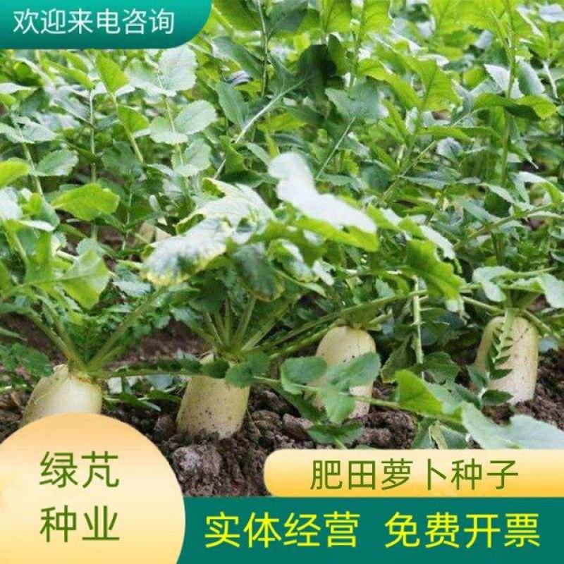 果园绿肥肥田萝卜种子肥力营养增肥土壤不挑土