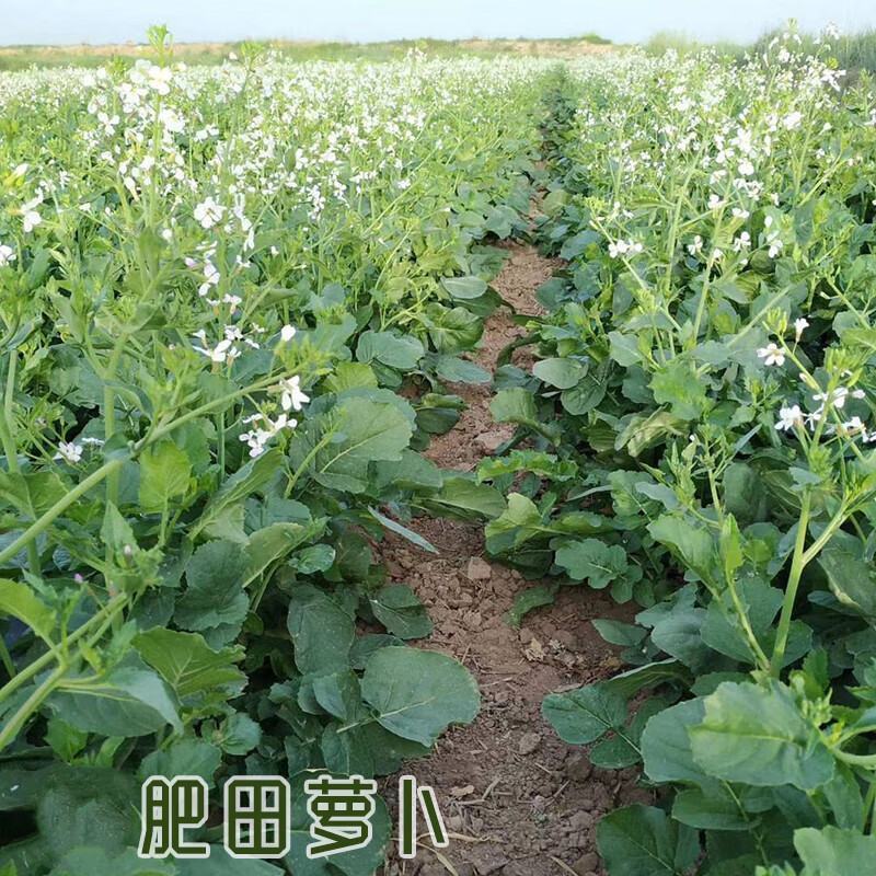 果园绿肥肥田萝卜种子肥力营养增肥土壤不挑土