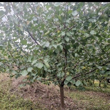 杏树，山杏，基地种植面积80亩，品种多，规格全