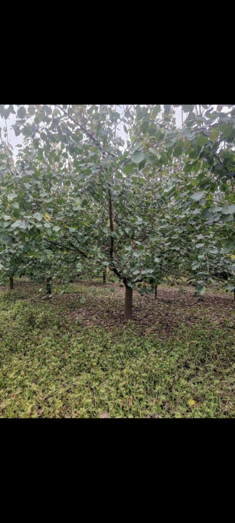 杏树，山杏，基地种植面积80亩，品种多，规格全
