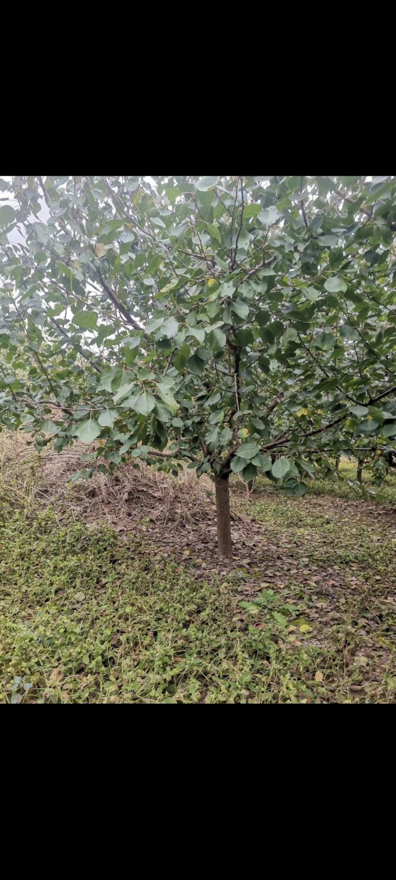 杏树，山杏，基地种植面积80亩，品种多，规格全