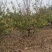 杏树，山杏，基地种植面积80亩，品种多，规格全