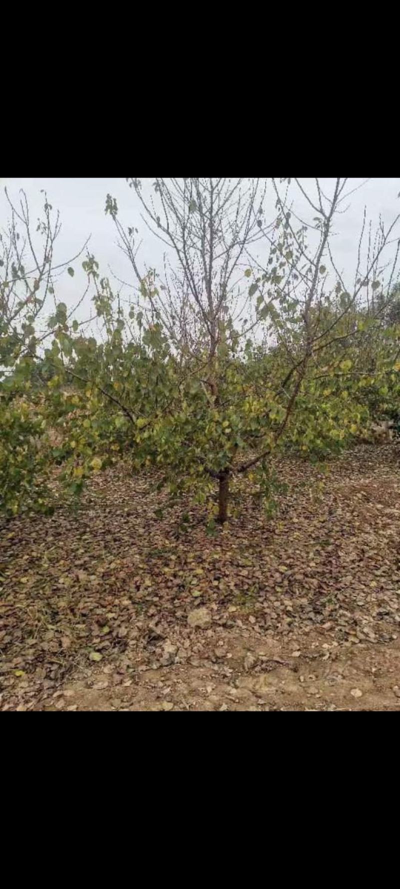 杏树，山杏，基地种植面积80亩，品种多，规格全