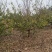 杏树，山杏，基地种植面积80亩，品种多，规格全