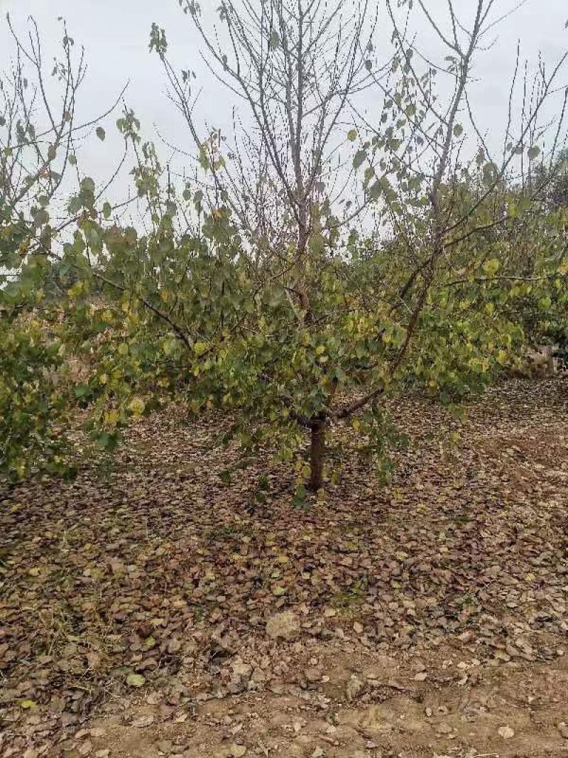 杏树，山杏，基地种植面积80亩，品种多，规格全