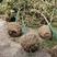 枇杷树，5-10公分，高杆枇杷树